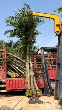 8公分小叶榕
