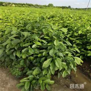 0.5公分乐昌含笑