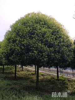 桂花