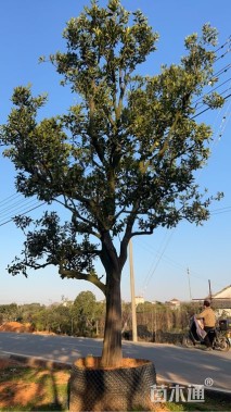 高度405厘米纽荷尔脐橙