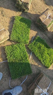 草卷状马尼拉草