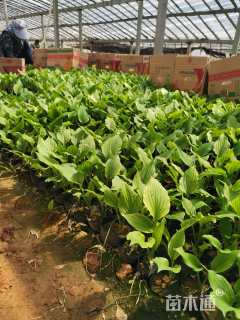 高度20厘米青叶玉簪