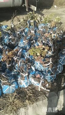 高度20厘米牡丹