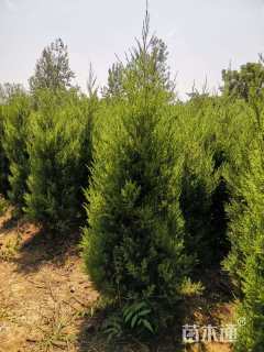 高度100厘米蜀桧