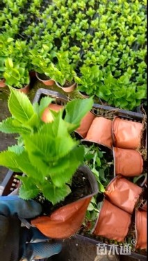 高度30厘米八仙花