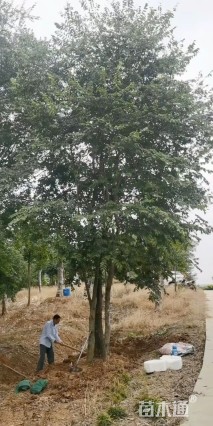 40公分朴树