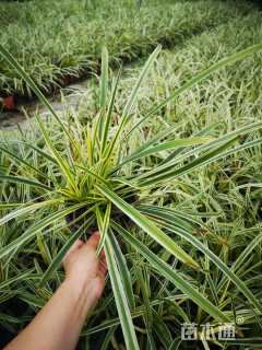 高度20厘米金边阔叶麦冬