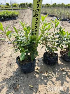 高度20厘米杜鹃