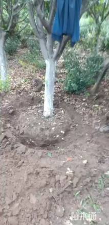 12公分西府海棠