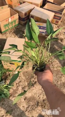 高度13厘米紫花地丁