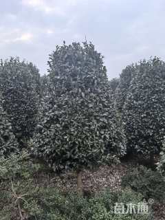 高度220厘米茶梅柱