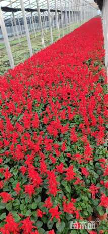 高度30厘米一串红