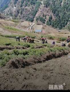 高度15厘米云杉