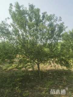 12公分青叶碧桃