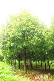 20公分香樟