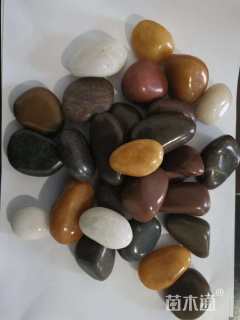 高度1厘米石豆兰