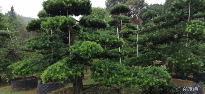 移栽苗造型罗汉松