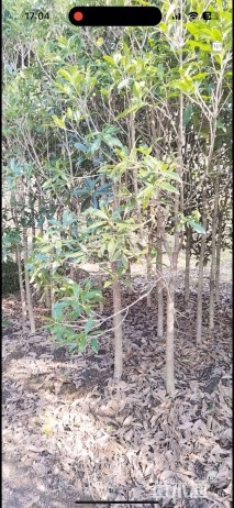 5公分金桂