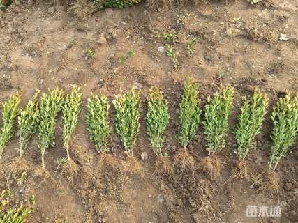 高度30厘米高山黄杨