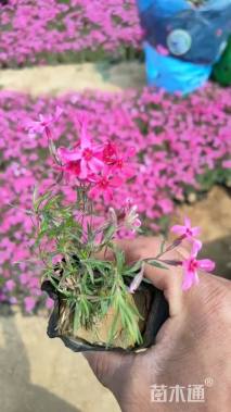 高度15厘米福禄考