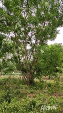 高度600厘米丛生国槐