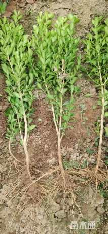 高度20厘米瓜子黄杨