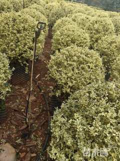 冠幅80厘米银姬小蜡球