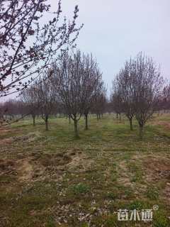 15公分绚丽海棠