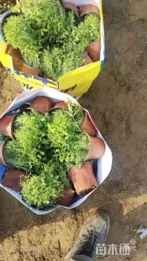 高度20厘米千屈菜