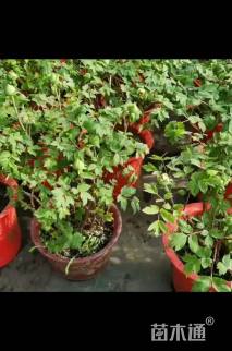 高度55厘米牡丹