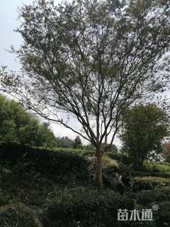 高度120厘米红花紫薇