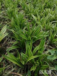 高度20厘米金边阔叶麦冬