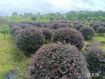 冠幅200厘米红花继木球