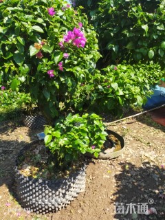 容器苗造型三角梅