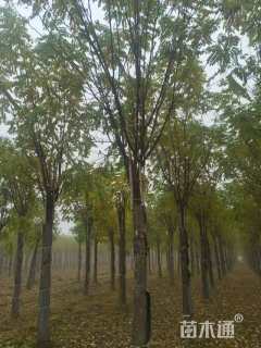 18公分嫁接香花槐