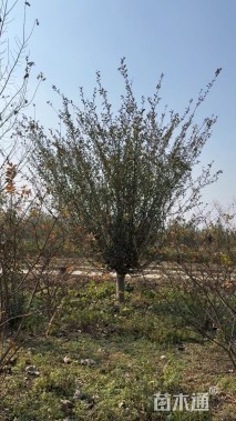 15公分垂丝海棠