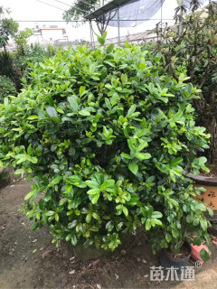 高度200厘米卫矛球