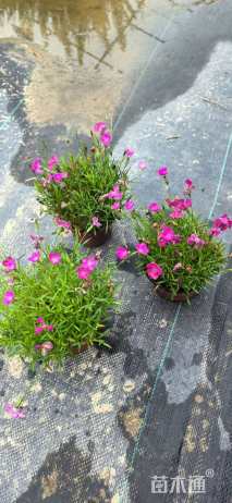 高度30厘米芙蓉菊