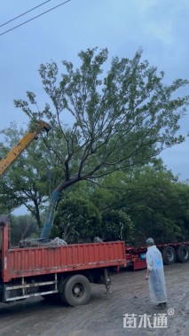 25公分造型朴树