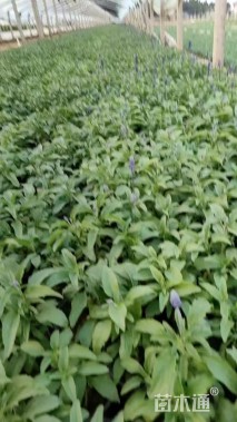 高度30厘米超级鼠尾草