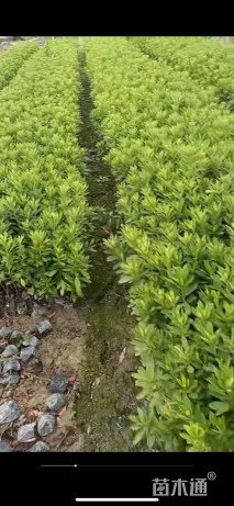 高度30厘米毛鹃
