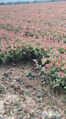 高度40厘米红叶石楠小苗