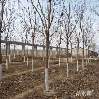 13公分楸树