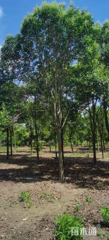 15公分大叶女贞