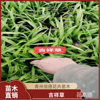 高度10厘米吉祥草