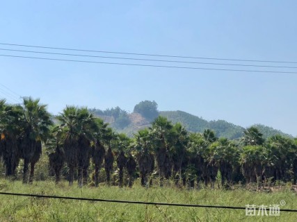 裸干高400厘米银海枣