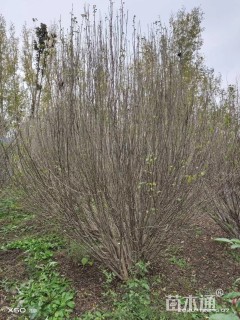 高度200厘米丛生木槿