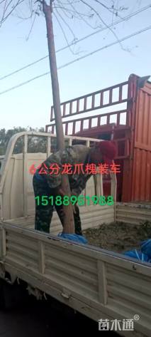 6公分龙爪槐