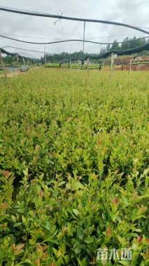 高度30厘米油茶