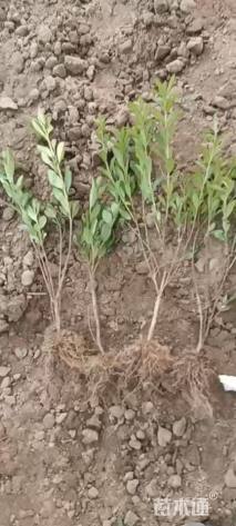 高度20厘米毛鹃